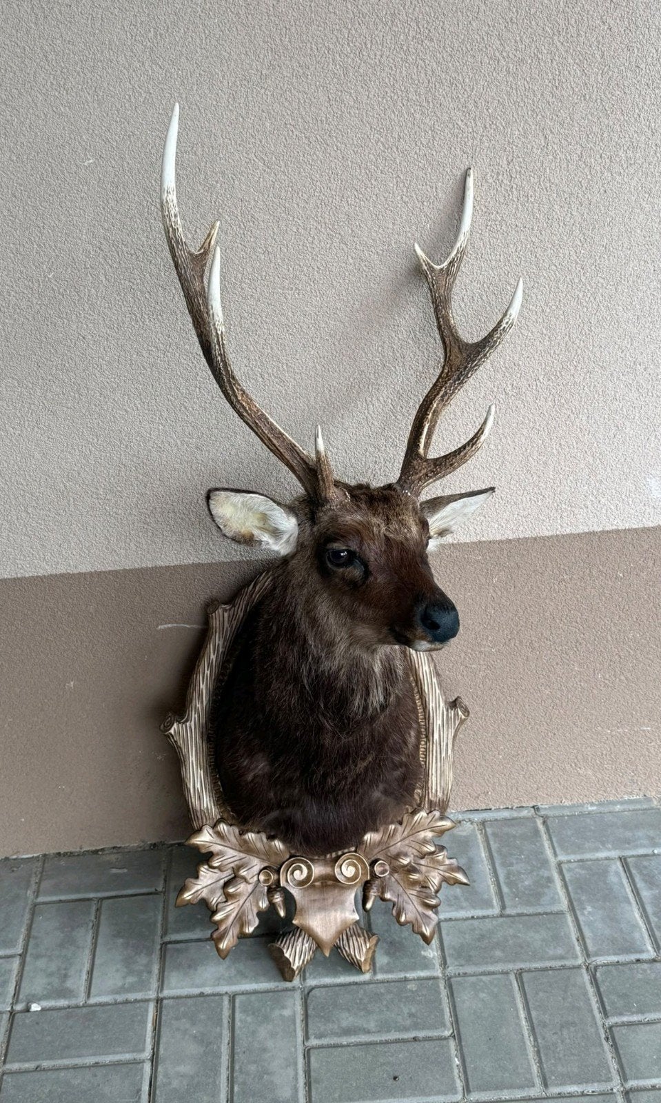 prachtig Opgezette sika hert japans sikahert taxidermie gewe, Ophalen, Nieuw, Insect, Opgezet dier