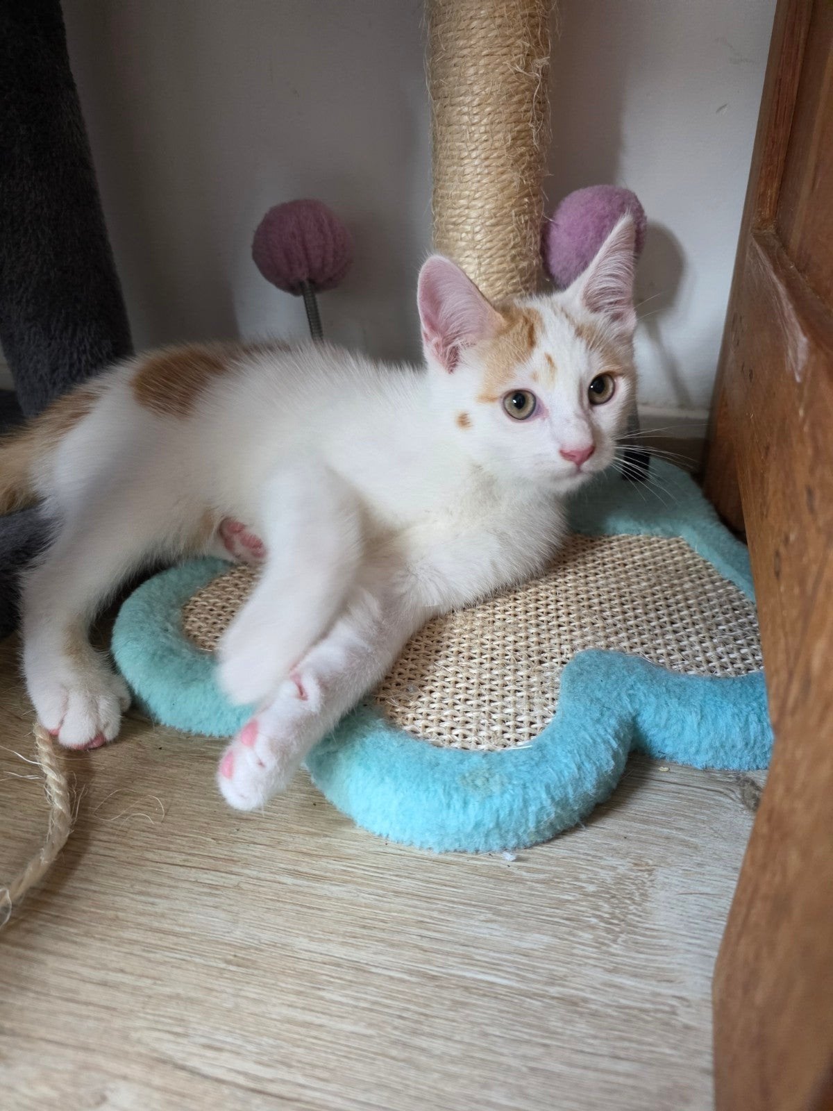Mooi kittens 10 weken oud, Dieren en Toebehoren, Katten en Kittens | Raskatten | Korthaar