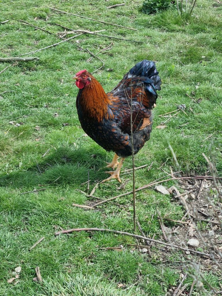 Haan Wyandotte, Dieren en Toebehoren, Pluimvee, Mannelijk, Kip