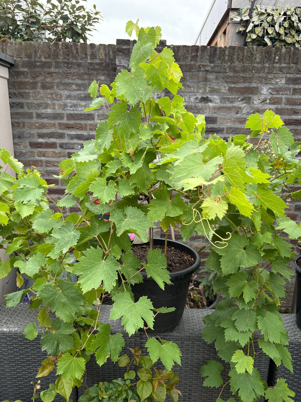 Prachtige witte druiven planten op stam aangeboden!!!, Ophalen, Minder dan 100 cm, Lente, Overige soorten