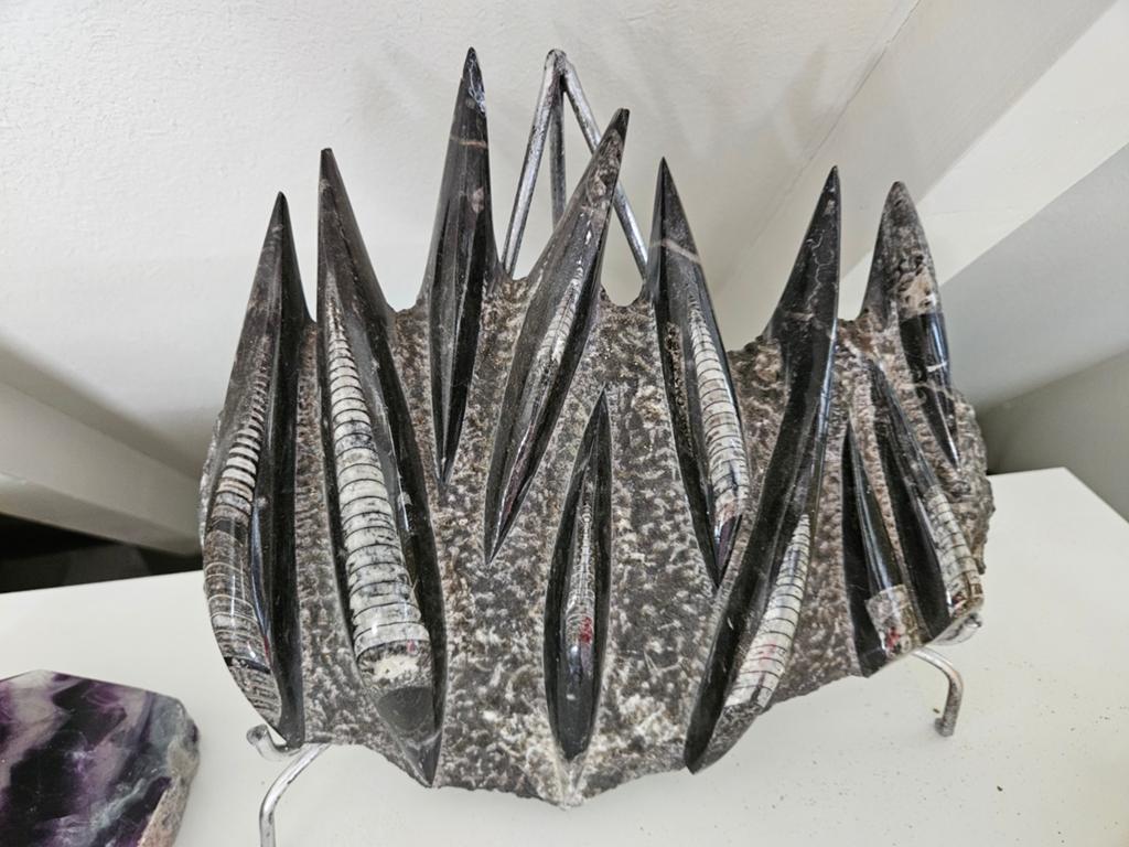 Prachtig gefossileerde zeedieren - Miljoenen jaren oud, Ophalen of Verzenden, Fossiel