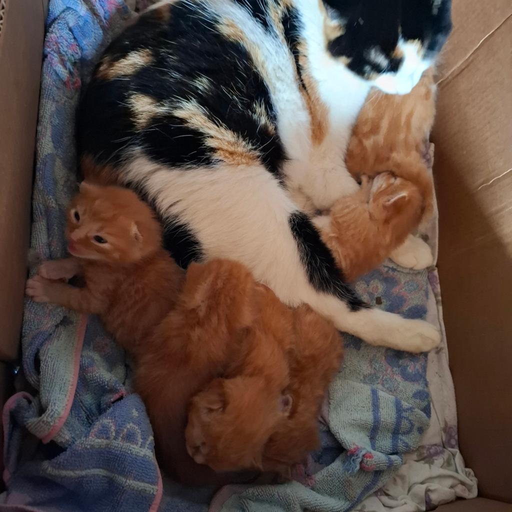 Kittens, Dieren en Toebehoren, Katten en Kittens | Overige Katten, Meerdere dieren
