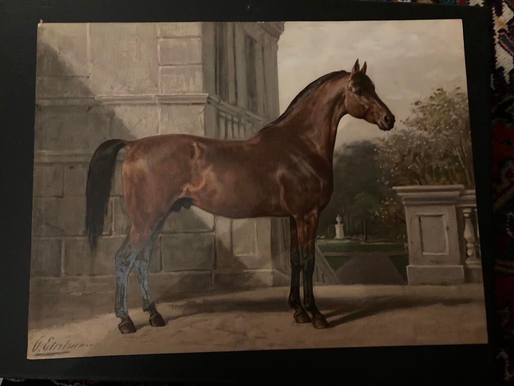 Paardenrassen Chromolitografie Clevelander, Antiek en Kunst, Kunst | Schilderijen | Klassiek, Ophalen of Verzenden