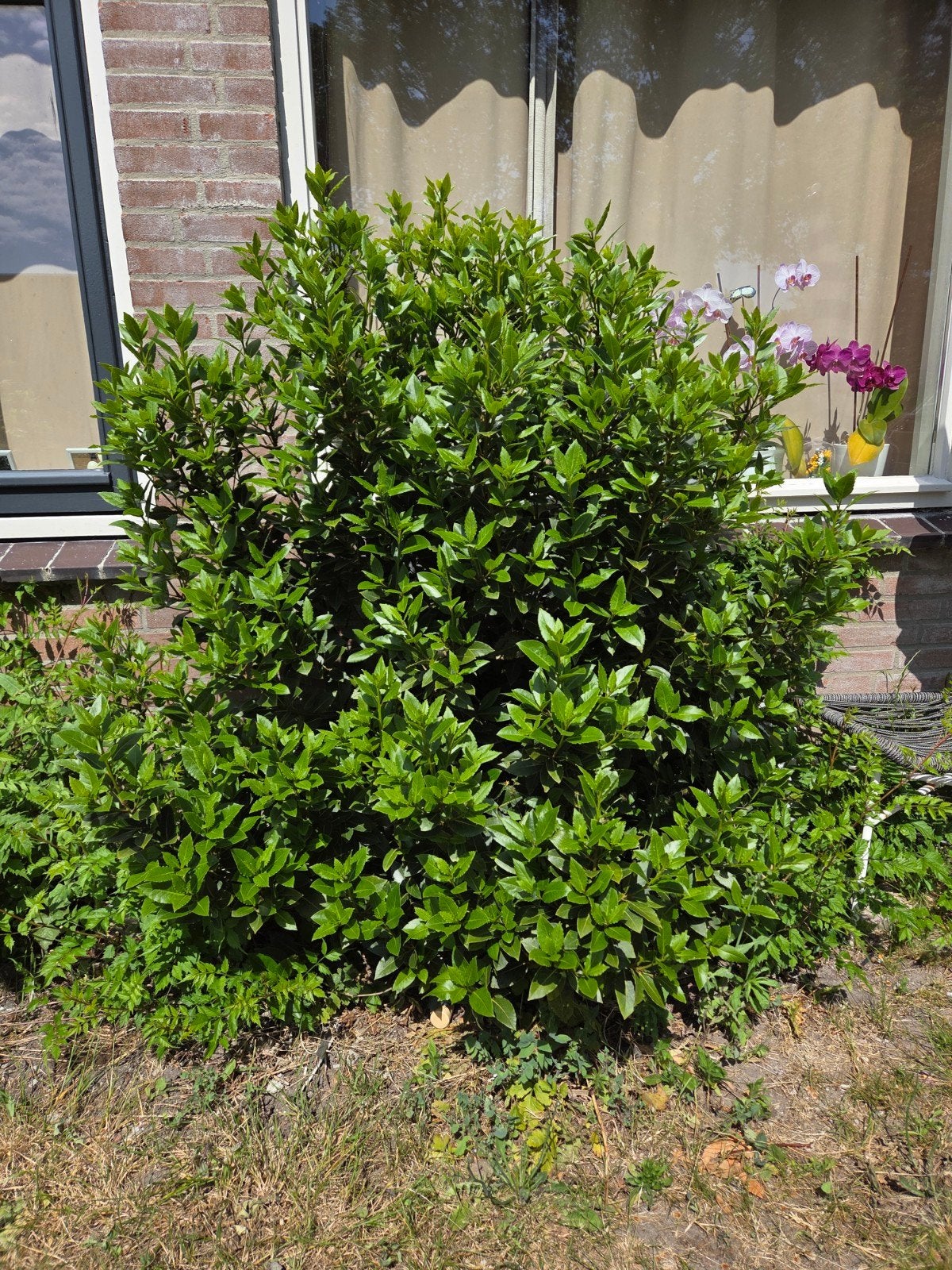 Laurier struik, Tuin en Terras, Planten | Struiken en Hagen, Ophalen, Laurier, Struik, 100 tot 250 cm