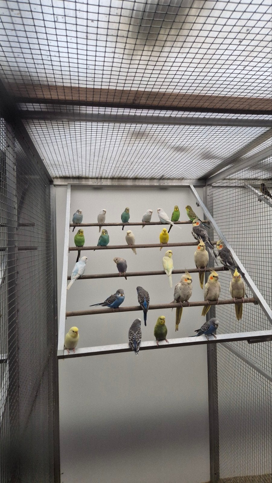Nieuw binnen bij Vogelspeciaalzaak De Toekan – Kleurrijke, Meerdere dieren, Tropenvogel, Geringd
