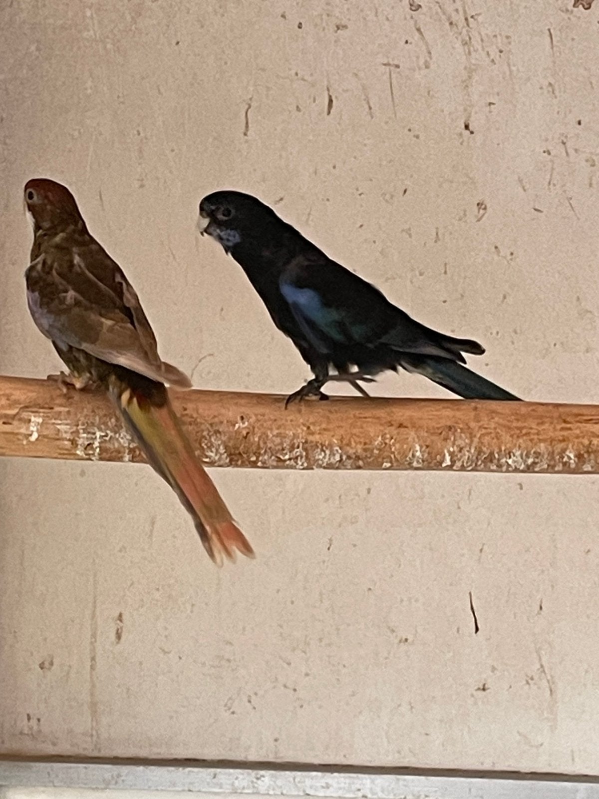 4 zwarte Rosella s, Dieren en Toebehoren, Meerdere dieren, Geringd
