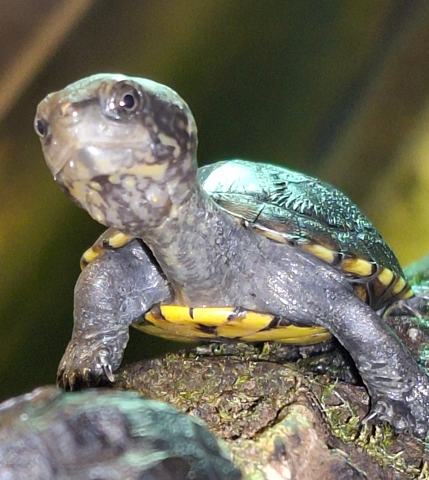 Nakweek 2026, Kinosternon cruentatum, Dieren en Toebehoren, Reptielen en Amfibieën, Schildpad, 0 tot 2 jaar