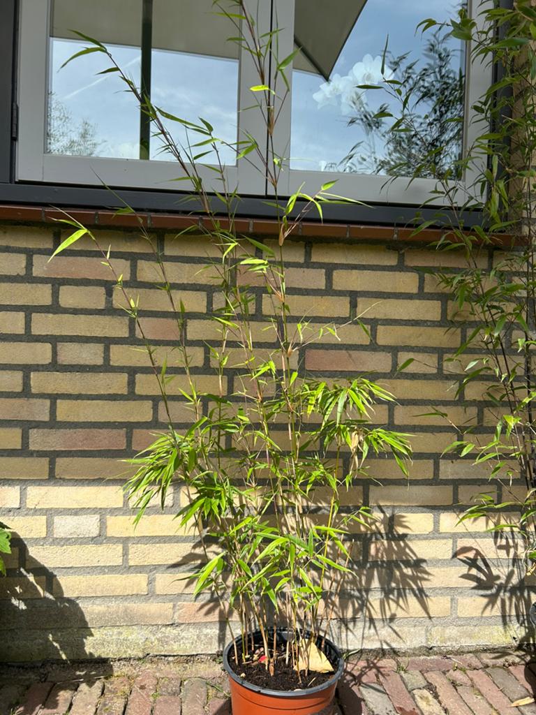 Bamboe plant Fargesia, Tuin en Terras, Planten | Bomen, Ophalen, Bloeit niet, Halfschaduw, Overige soorten