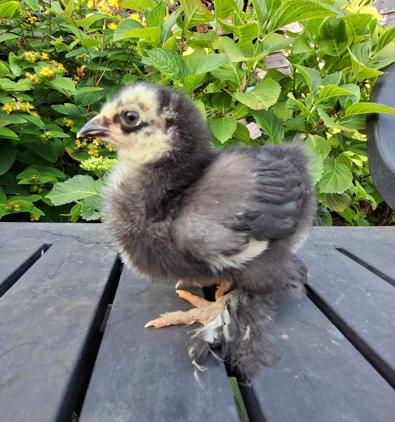 Brahma groot kuikens  Gesexst hennen,  div kleuren, Vrouwelijk, Kip