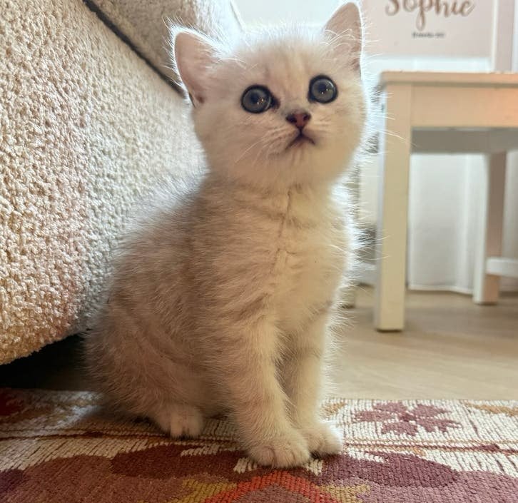 Lieve Britse Korthaar vrouwtje kitten zoekt een nieuw thuis, Dieren en Toebehoren, Poes, Kortharig, 0 tot 2 jaar