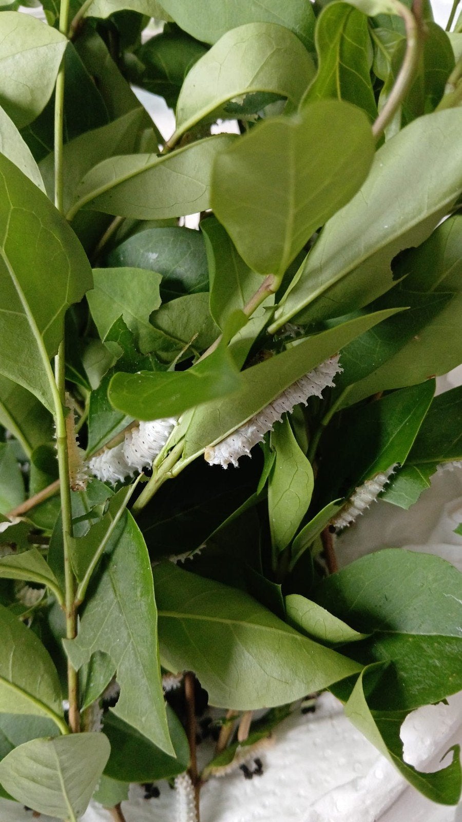 Eitjes Hemelboomvlinder / Samia Ricini, Vlinders of Rupsen