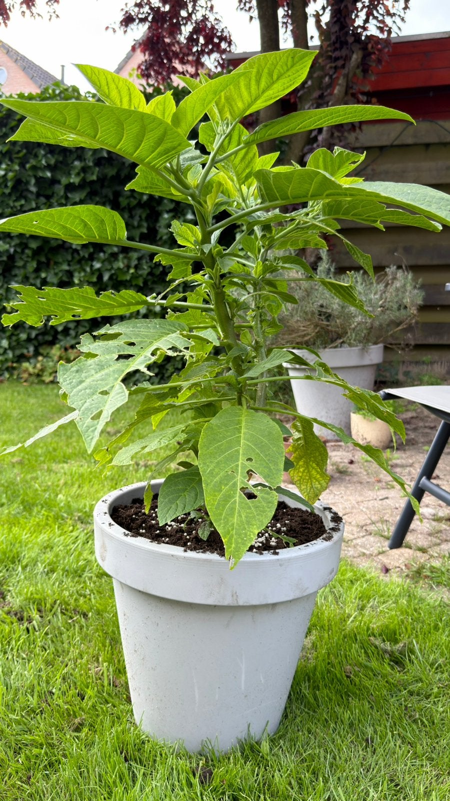 Brugmansia’s, Volle zon, Vaste plant, Zomer, Ophalen