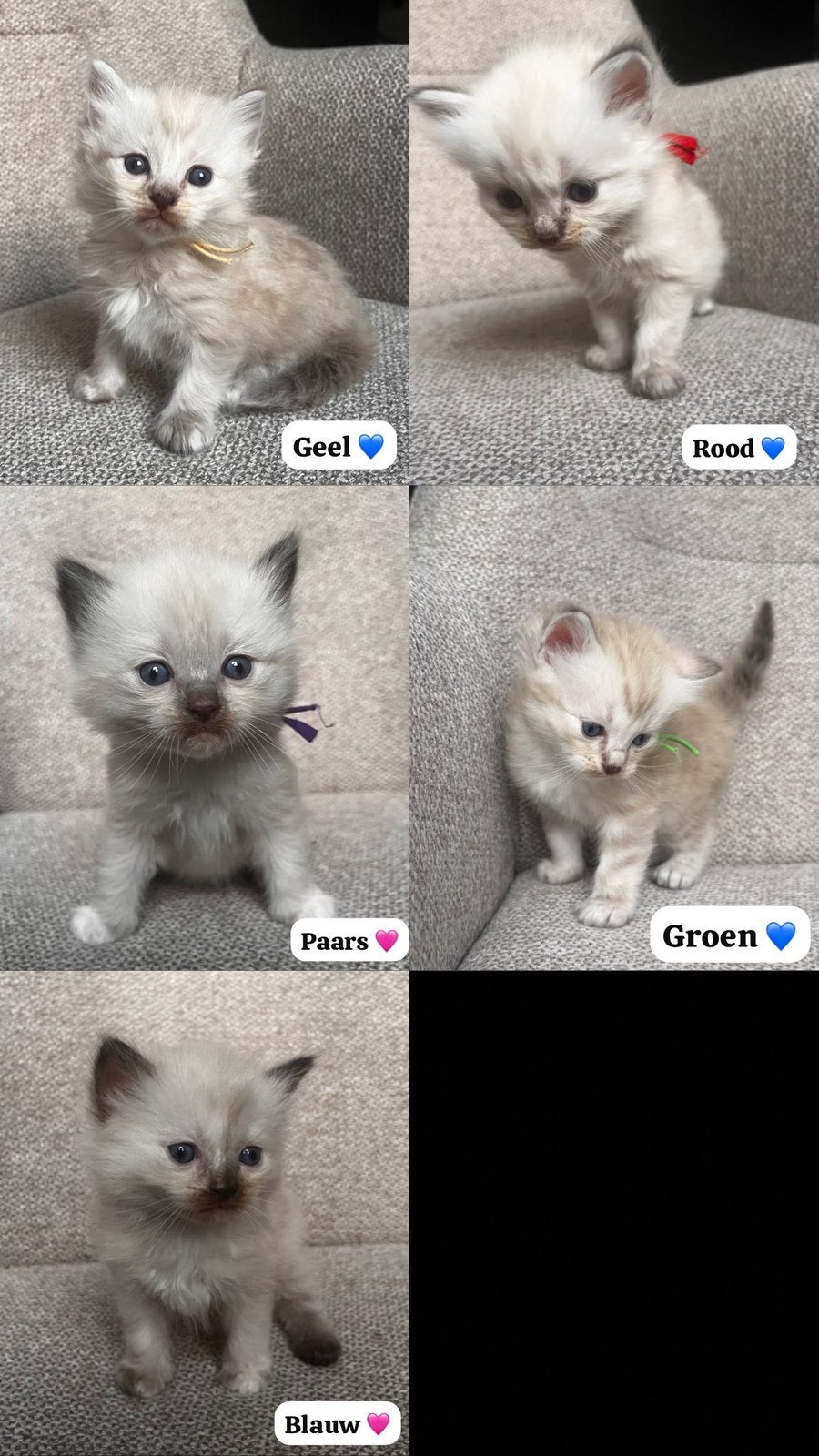 Ragdoll kittens zoeken een liefdevol thuis, Meerdere dieren, Ontwormd