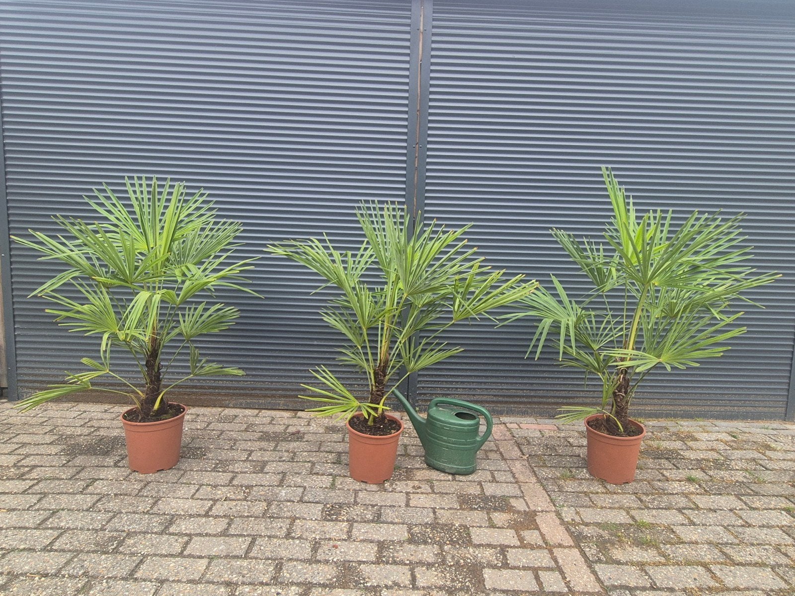 Trachycarpus Fortunei palmboom chinese waaierpalm, Lente, 100 tot 250 cm, Palmboom, Ophalen