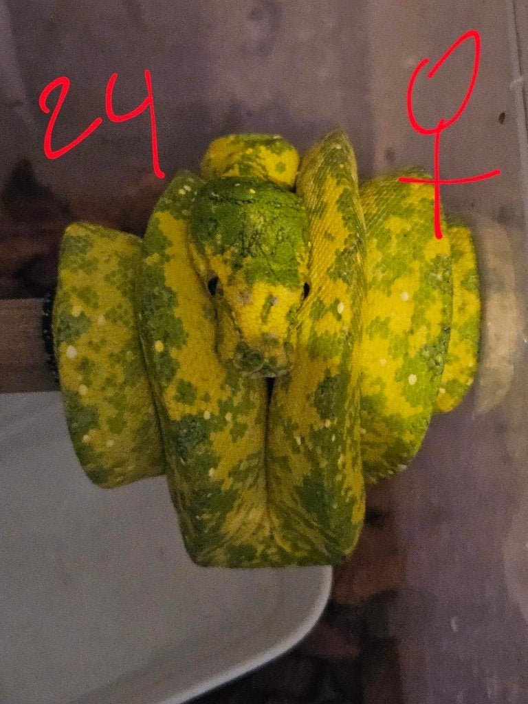 reservation pourSnakeday  Morelia viridis biak 04.10 Green Tree Python photo 9