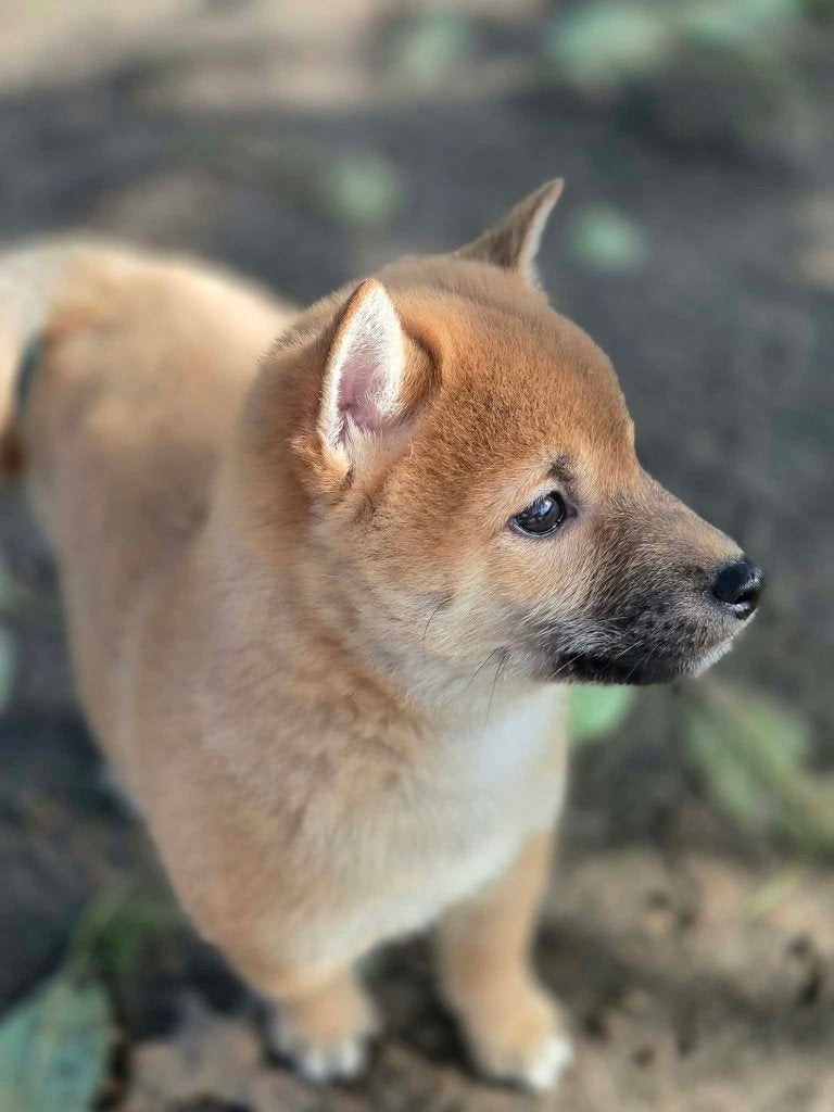 prachtige shiba pupjes beschikbaar, België, Overige rassen, CDV (hondenziekte), 8 tot 15 weken