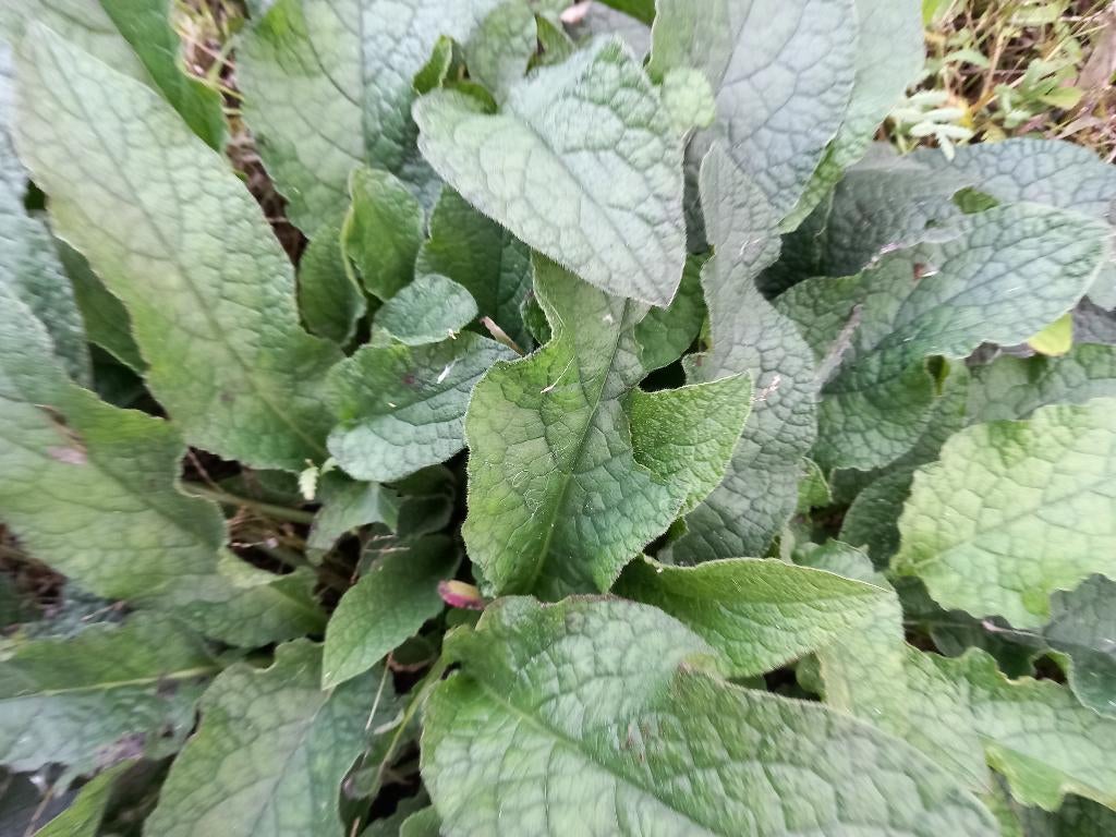biologische smeerwortel  Symphytum officinale, Overige soorten, Volle zon, Vaste plant, Ophalen of Verzenden