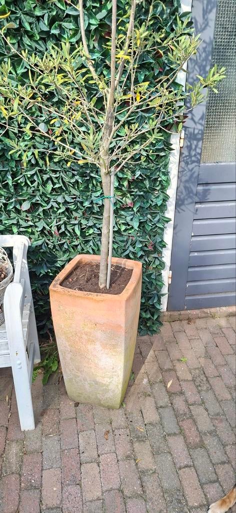 Olijfboom met nieuwe houten bak, Ophalen, Nieuw, 60 tot 100 cm, 60 cm of meer
