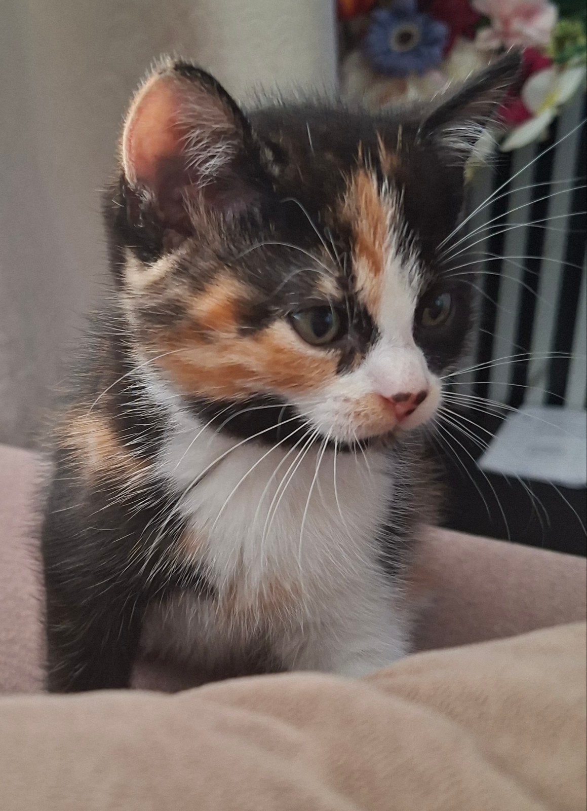Prachtige Unieke & speelse Lapjeskat Kittens, Meerdere dieren
