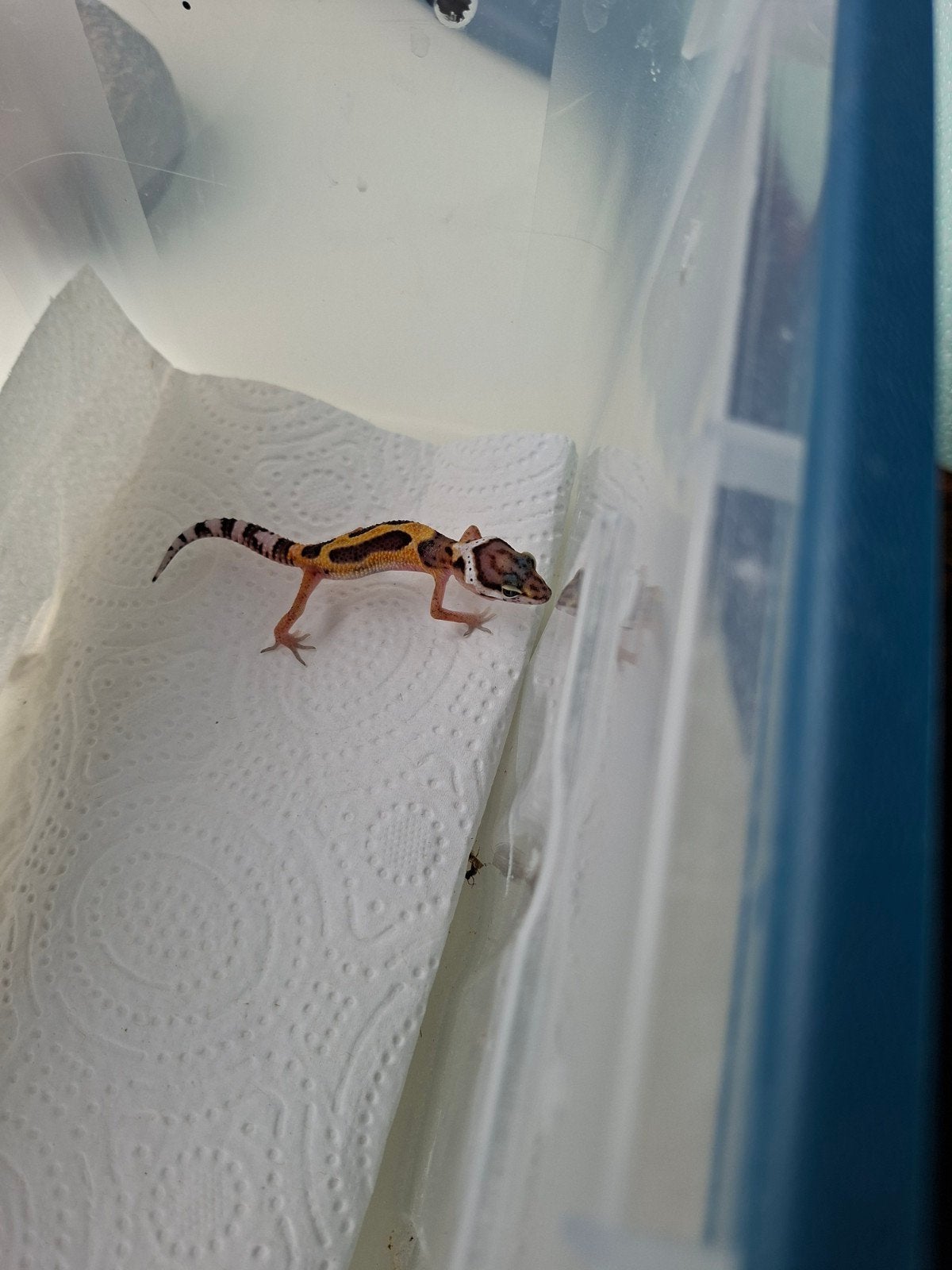 jonge luipaardgekko Leopard Gecko photo 2