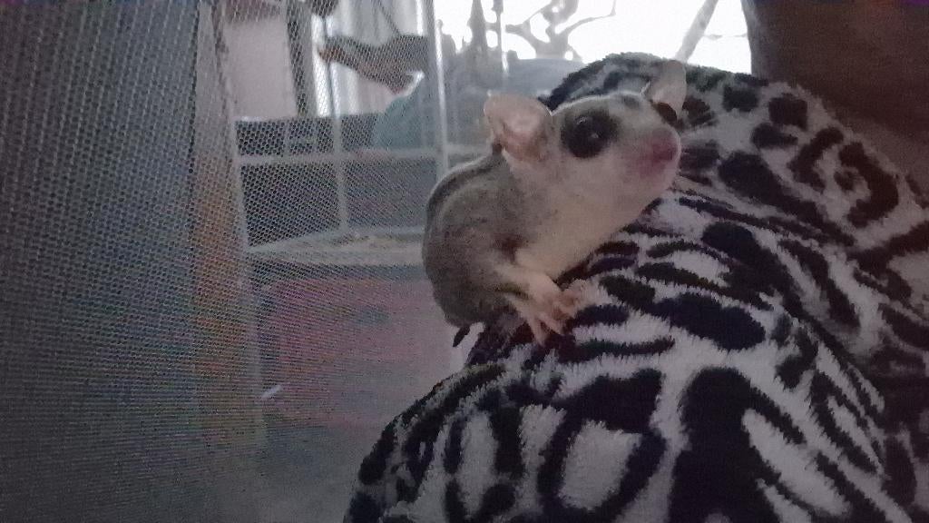 Sugar Gliders, Januari, Meerdere dieren