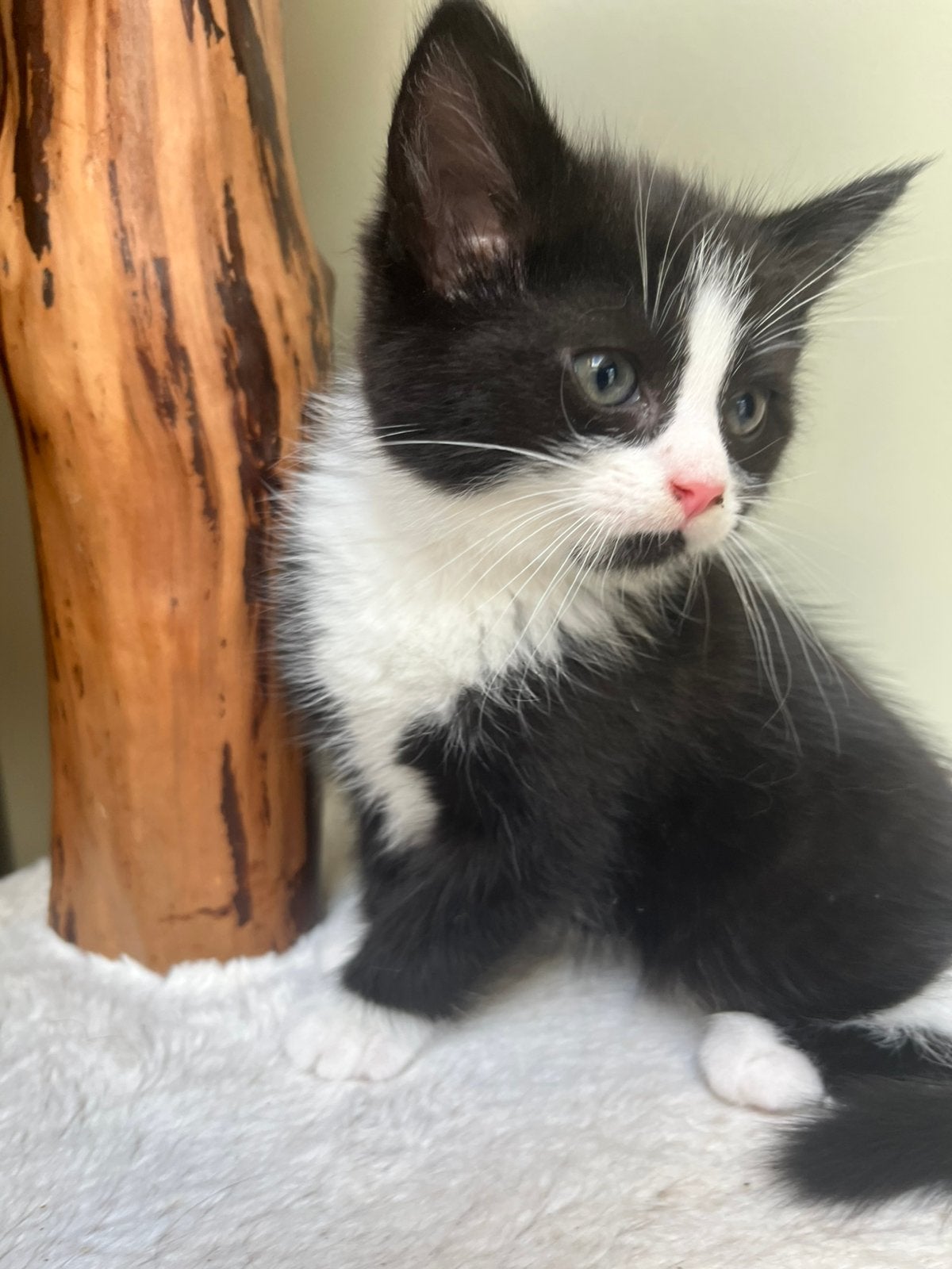Kitten x maicoon, Poes, 0 tot 2 jaar