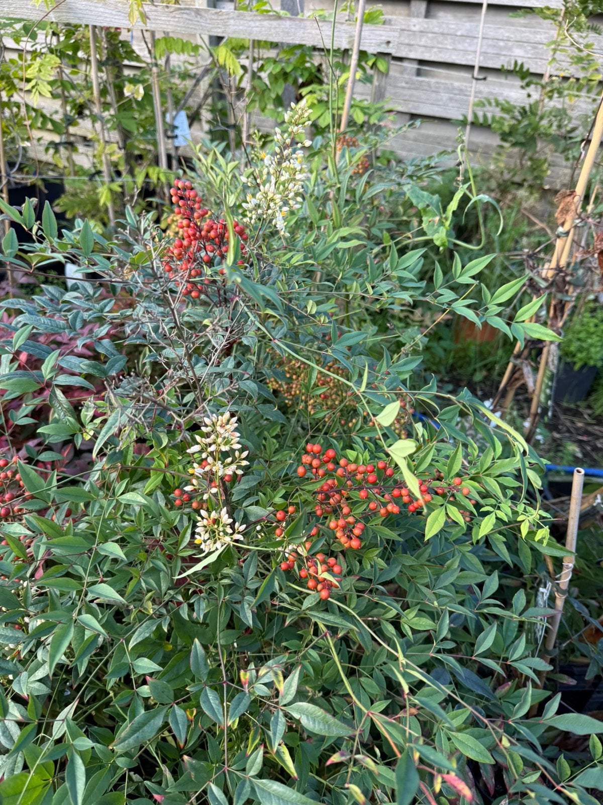 Nandina of hemelse bamboe 2 soorten volop kleur grote plant, Volle zon, Vaste plant, Herfst, Ophalen
