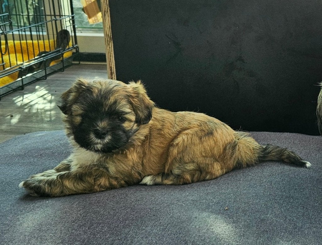 Mooie Boomer pup te koop, Dieren en Toebehoren, 8 tot 15 weken, Eén hond, Nederland, Particulier