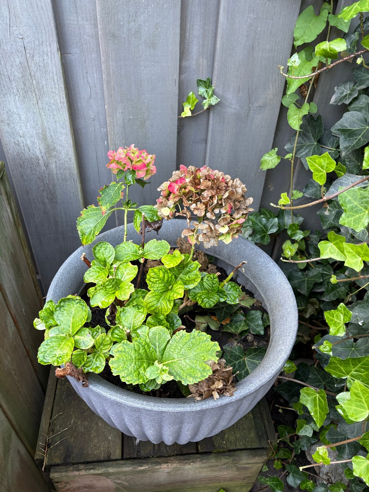 Hortensia's (op stam en in pot) & Daliaknollen, Ophalen, Vaste plant, Overige soorten