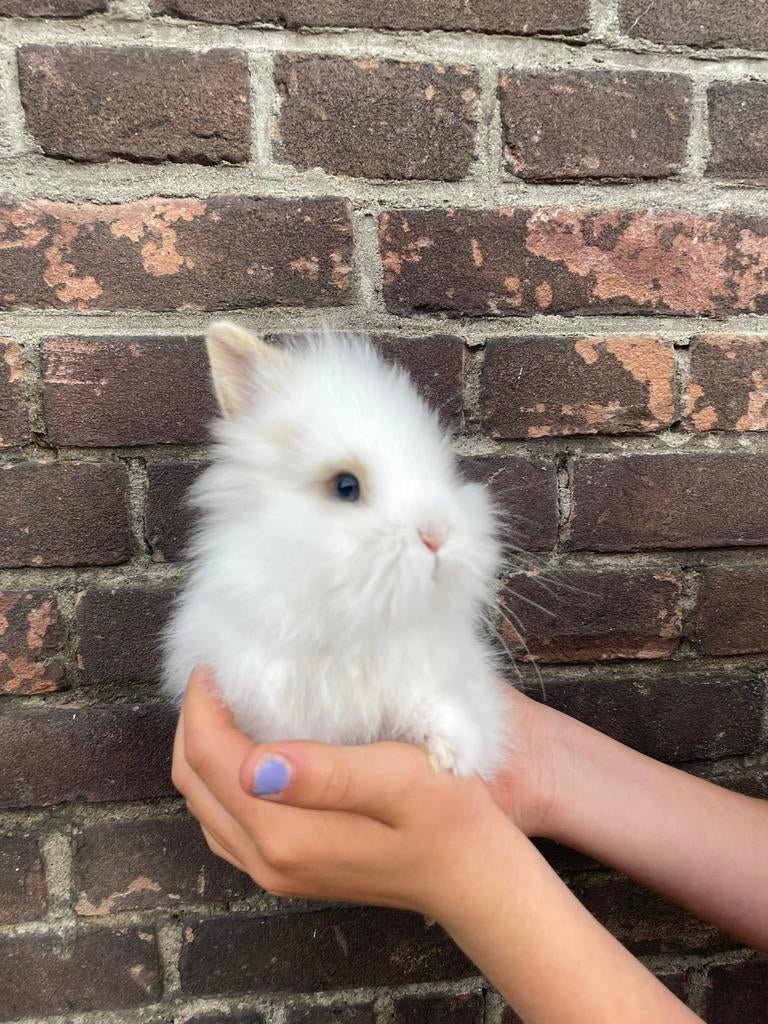 Jonge tamme konijtjes, Meerdere dieren, Dwerg