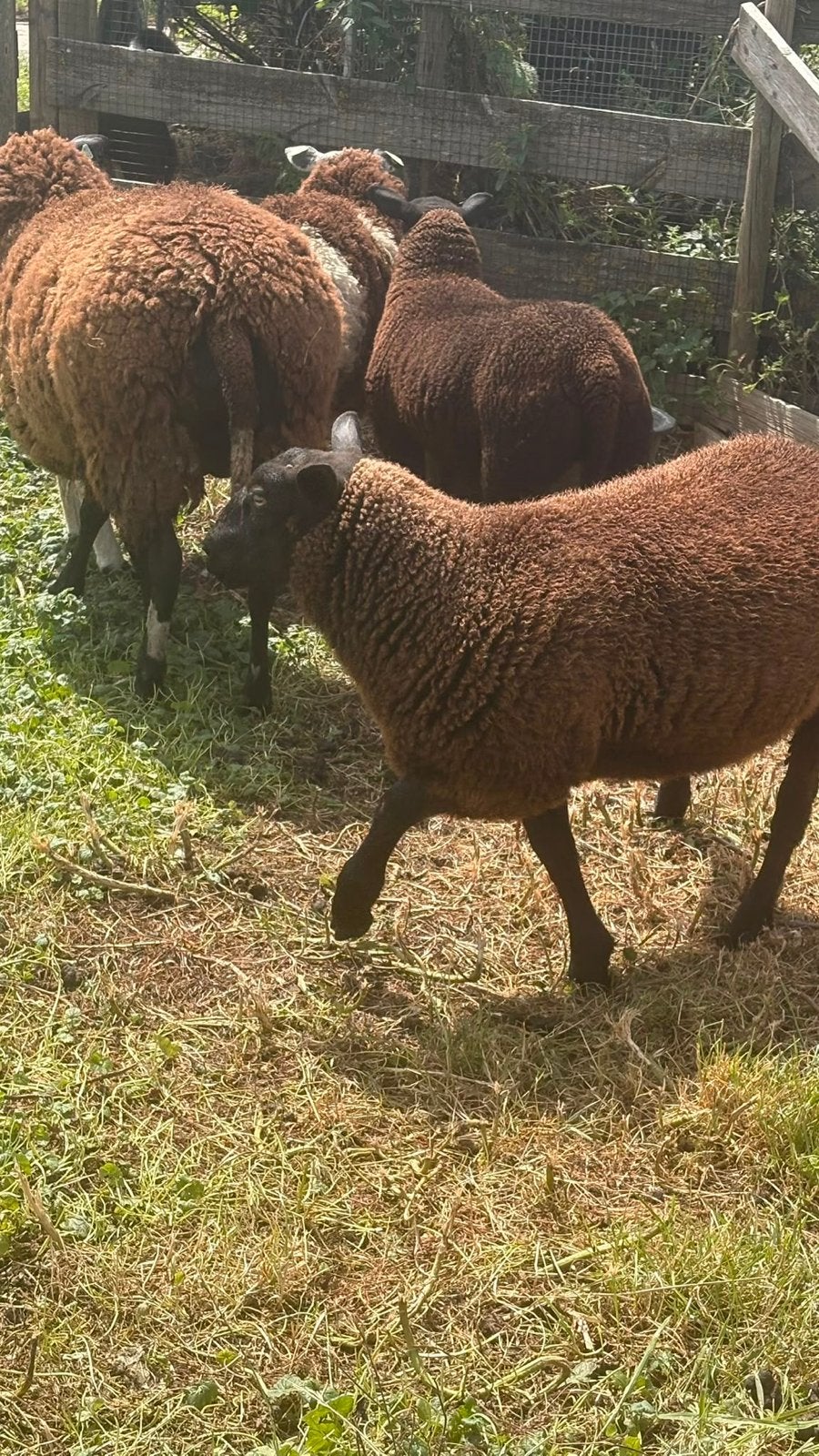 Ram lam te koop, Mannelijk, Schaap