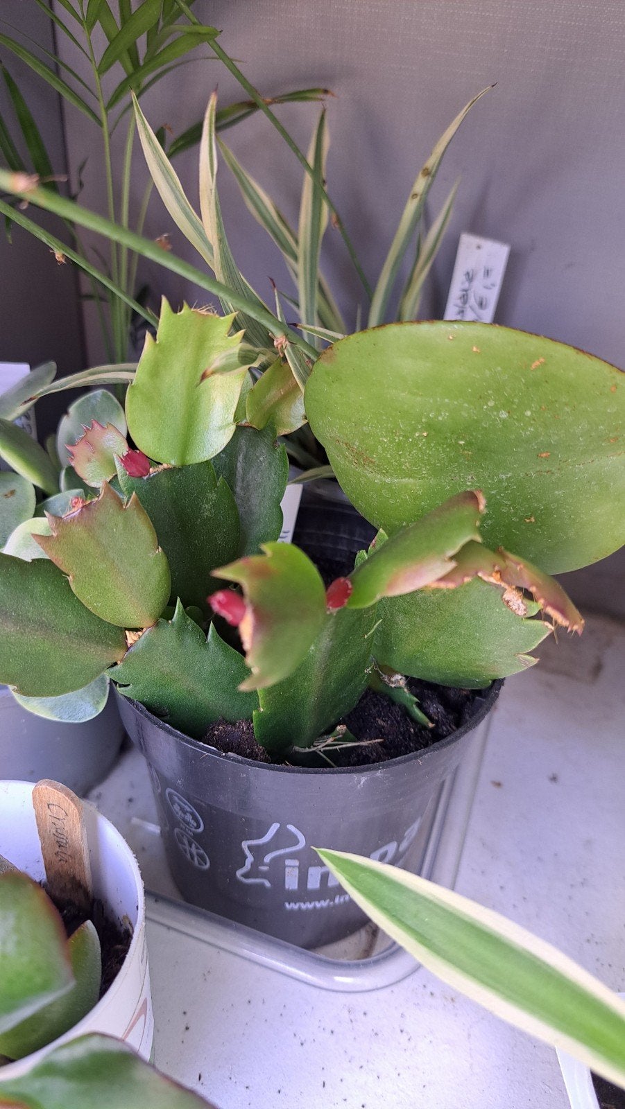 Lidcactus, Ophalen, Halfschaduw, Minder dan 100 cm