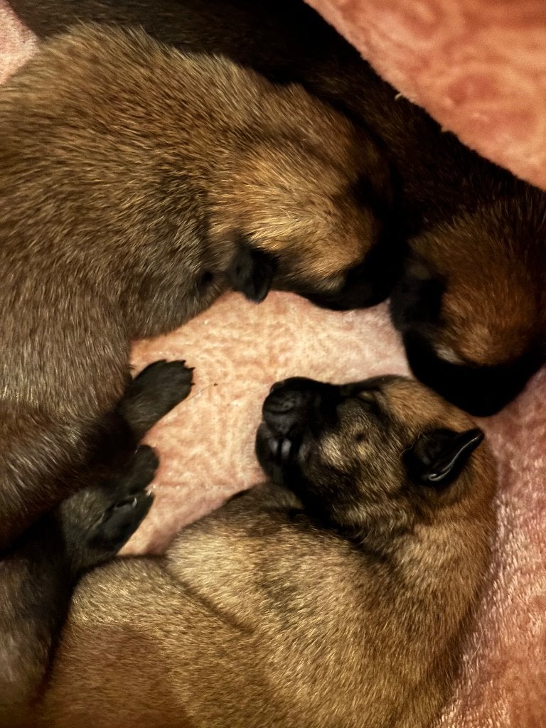 Blauwe mechelse herder x mechelse herder  pups, 8 tot 15 weken, Meerdere, Meerdere dieren, Herder