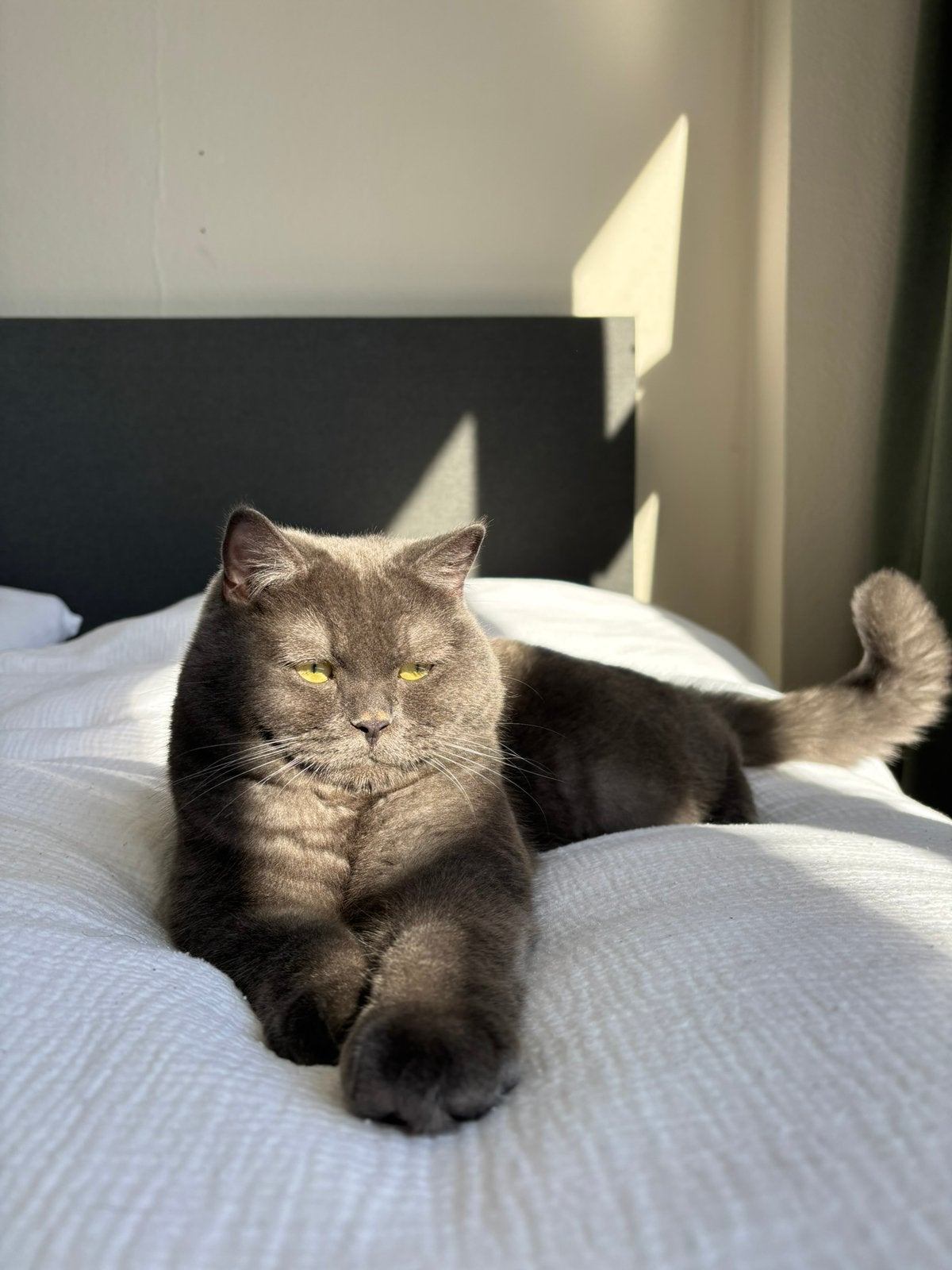 Britse korthaar te koop, Dieren en Toebehoren, Katten en Kittens | Raskatten | Korthaar, Kater, Gechipt, 0 tot 2 jaar