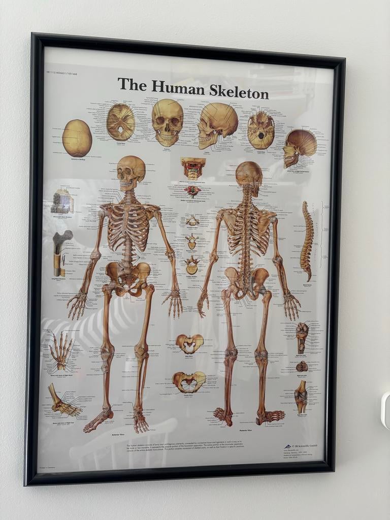 Anatomische Poster (ingelijst) 50x70, Ophalen of Verzenden, Zo goed als nieuw, A1 t/m A3