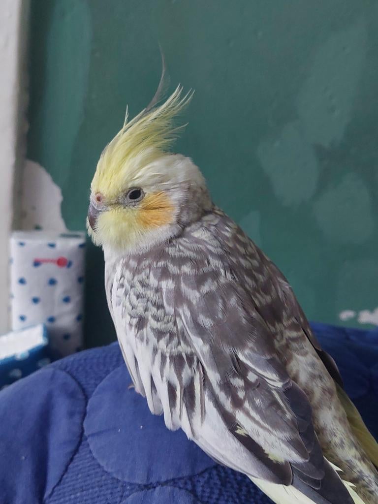 Valkparkiet vermist! In Utrecht beloning €50, Dieren en Toebehoren, Vrouwelijk, Parkiet, Geringd