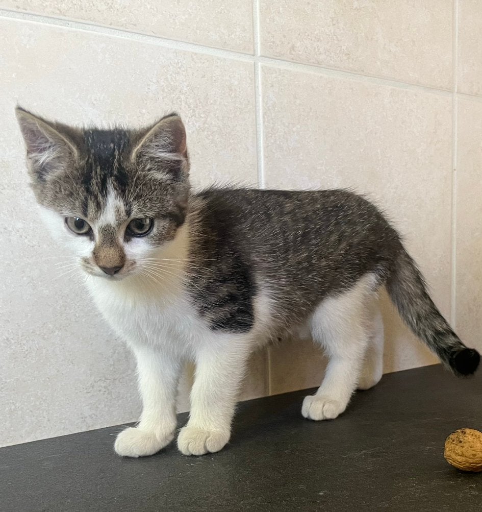 Lief poesje , kitten, Poes, Kortharig, 0 tot 2 jaar