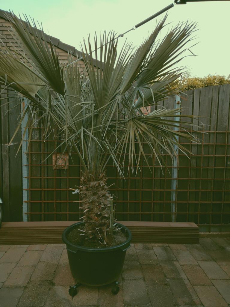 Hier een grote palmboom en een yuca plant, beide in pot, 100 tot 250 cm, Zomer, Palmboom, Ophalen