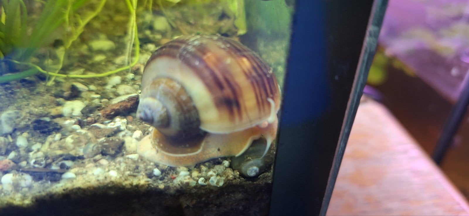 Appelslakken verschillende kleuren, Dieren en Toebehoren, Vissen | Aquariumvissen, Slak of Weekdier