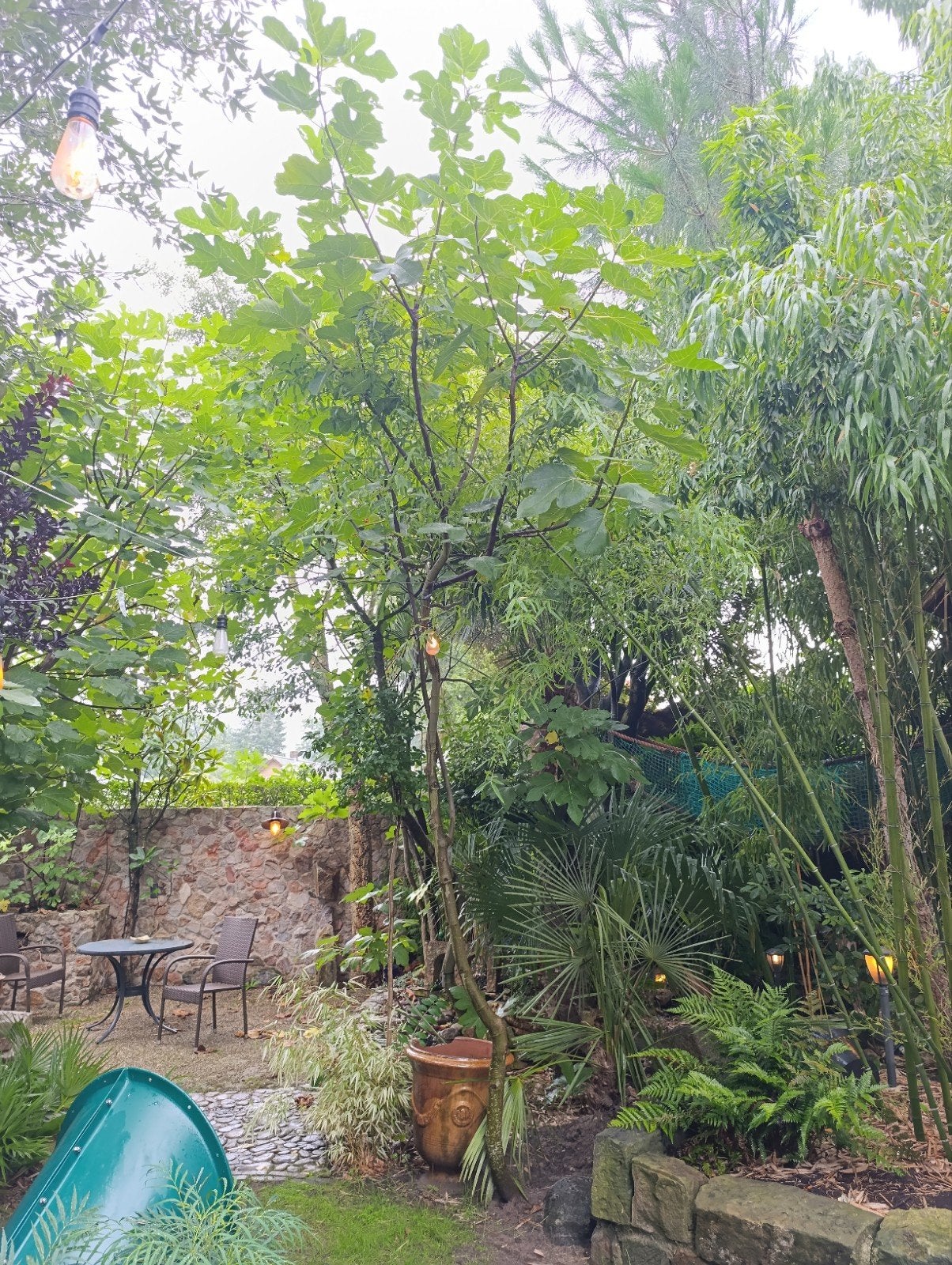 ficus carica albo vijg 3 meter hoog, Ophalen, Bloeit niet, Volle zon, Overige soorten
