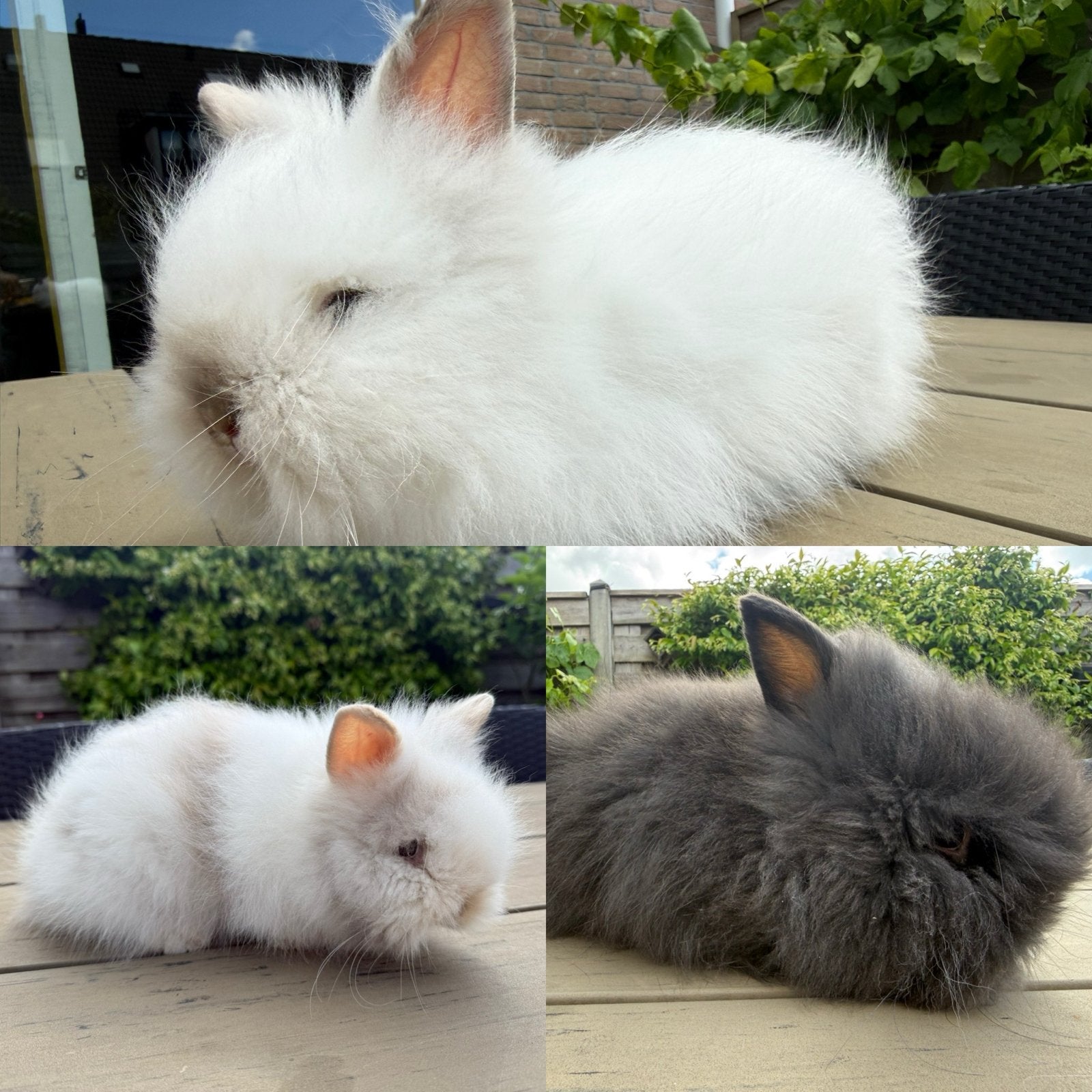 Baby teddy’s, April, Meerdere dieren, Overige typen, Tam