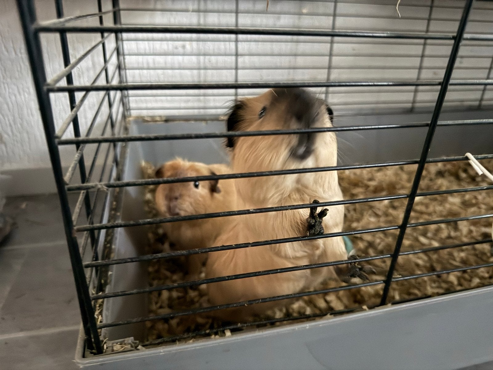 twee cavia's met kooi en etensbakje en  drink beker, Maart, Mannelijk, Cavia