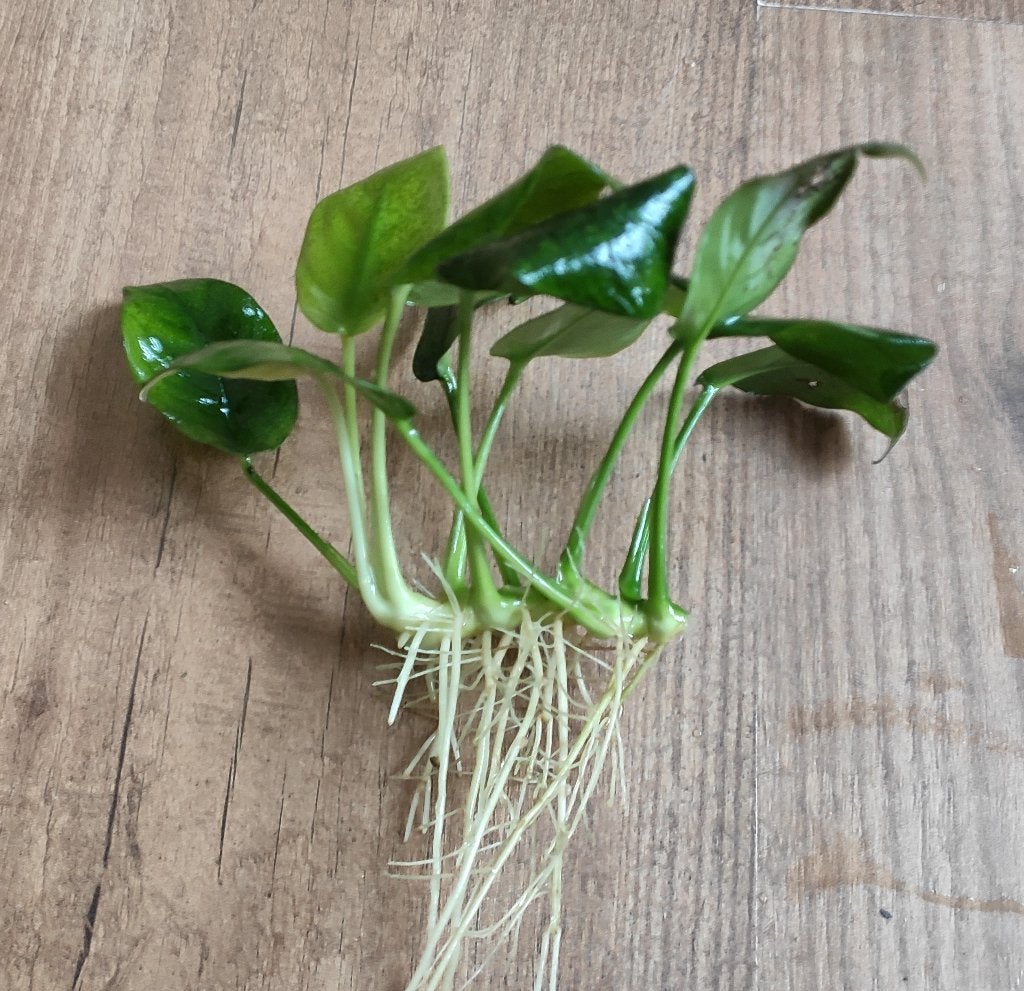 Anubias, Javamos, Levermos aquariumplanten waterplanten, Dieren en Toebehoren, Ophalen of Verzenden, Zo goed als nieuw, Plant(en), Steen of Hout