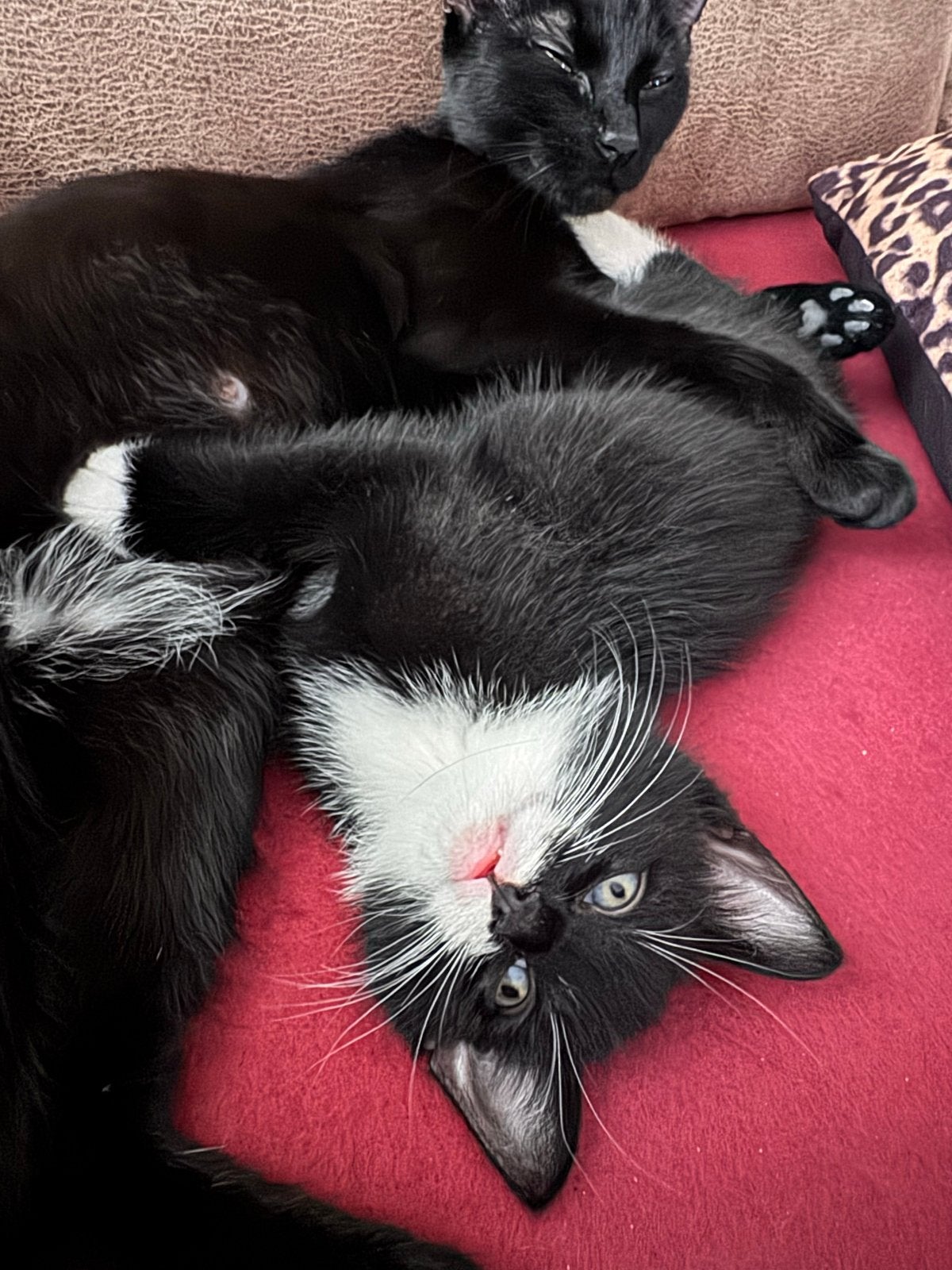 Te koop kitten (kater) van 7 weken oud, Kater