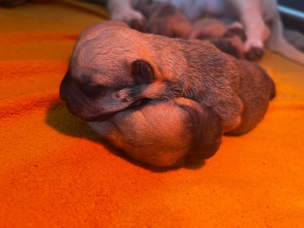pups kruising Stafford Bully, Dieren en Toebehoren, Honden | Niet-rashonden, 8 tot 15 weken, Parvo, Meerdere, Meerdere dieren