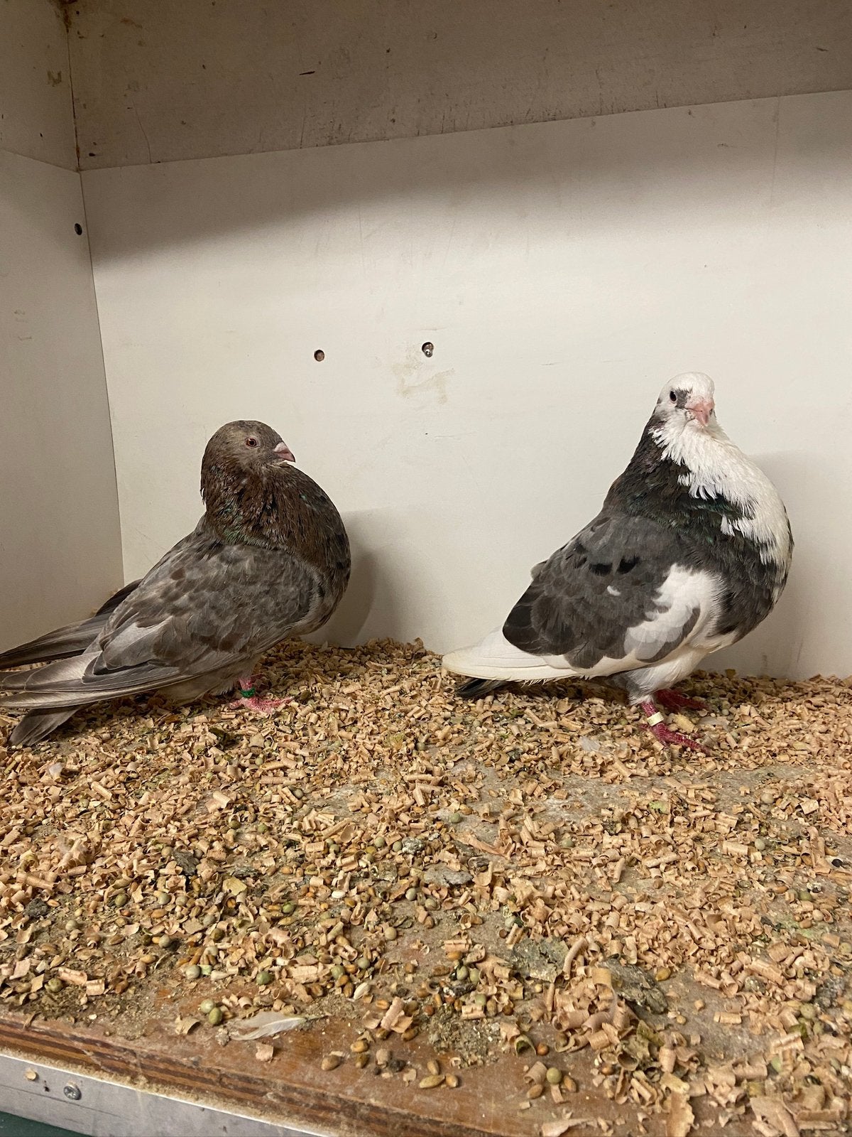 Kopel gaditanos, Meerdere dieren, Parkiet