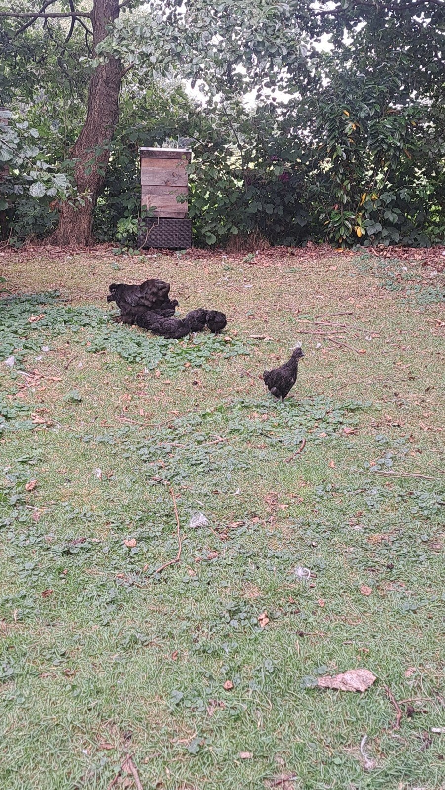 Kuikens kruising cemani met cochin, Meerdere dieren, Kip