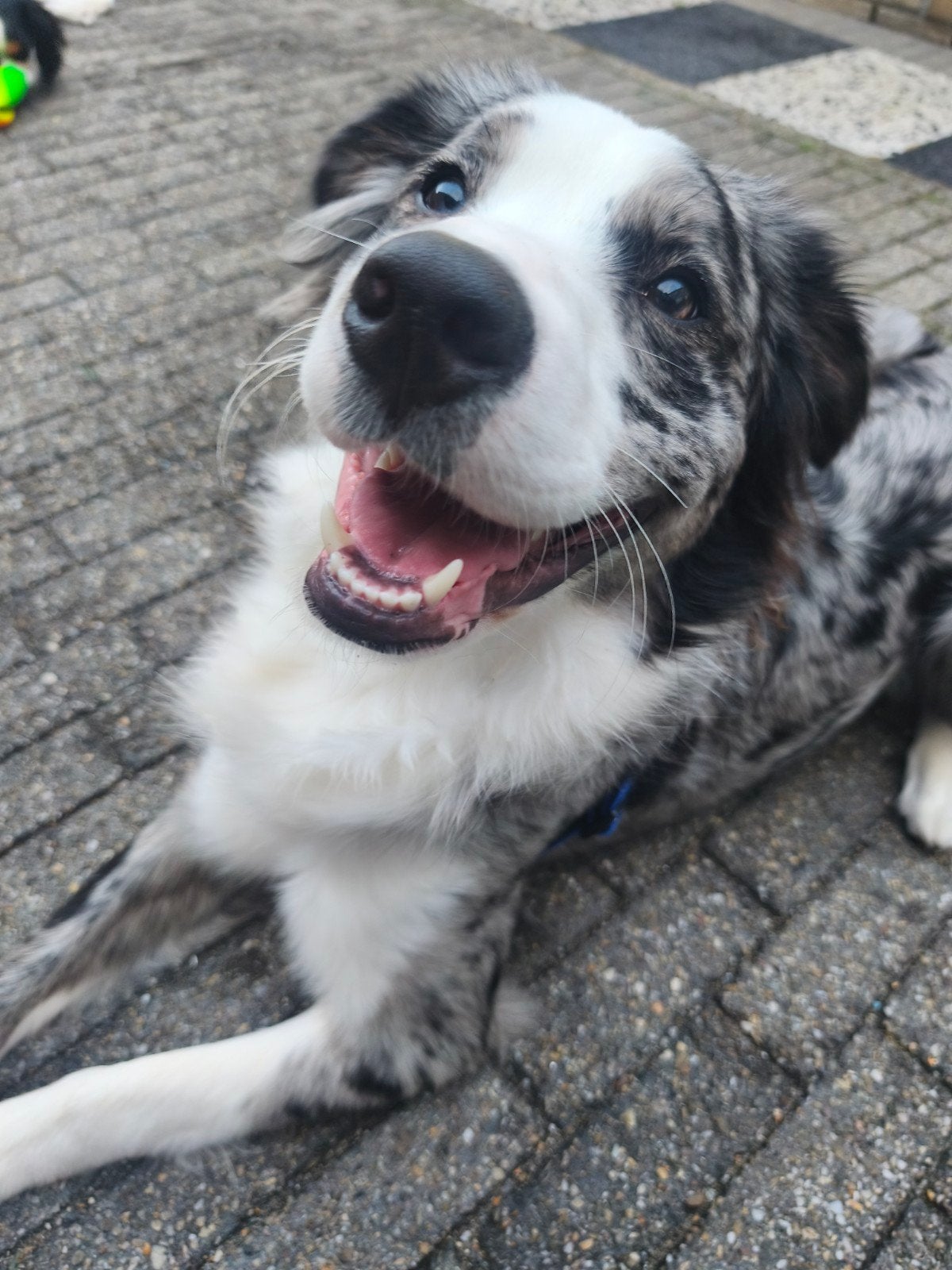 Hond Bowy, België, Particulier, Rabiës (hondsdolheid), 15 weken tot 1 jaar