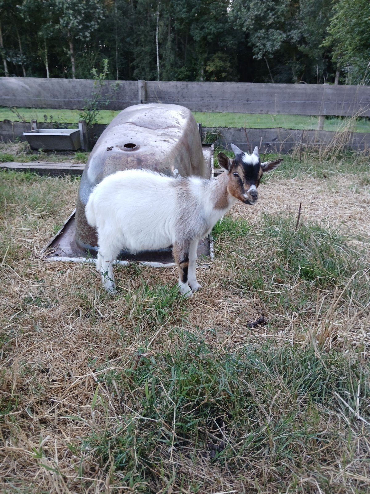 mooi dwergbokje te koop, Dieren en Toebehoren, Schapen, Geiten en Varkens, Mannelijk, Geit
