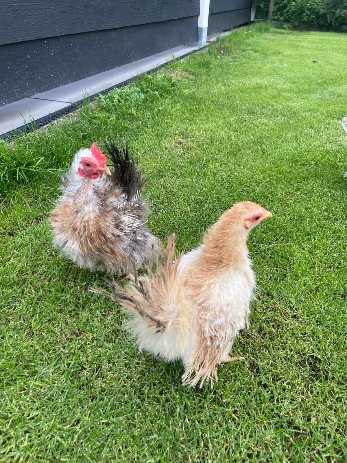 Serama trio zijdeveer en krul, Meerdere dieren, Kip